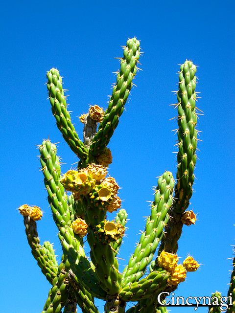 wild cactus plants